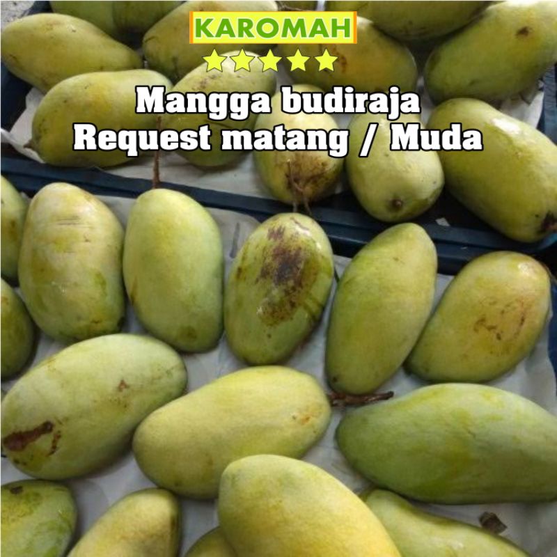 Jual Buah Mangga Budiraja Buah Mangga Manis Buah Mangga Rujak