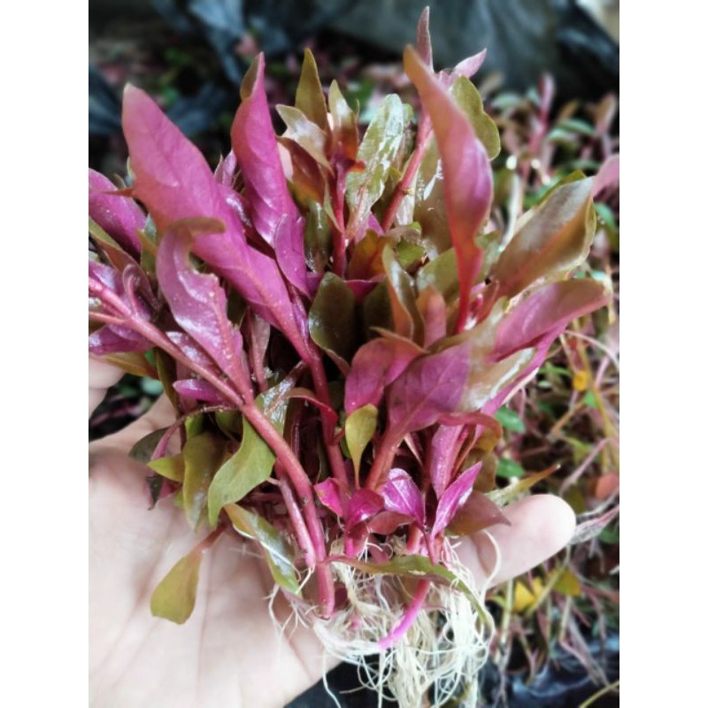 Jual Tanaman hias (mini life) | Shopee Indonesia