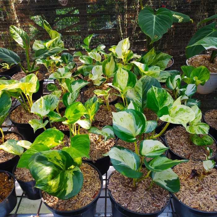 Jual Tanaman Hias Epipremnum Manjula Pothos Keong Sirih Gading Keong Shopee Indonesia