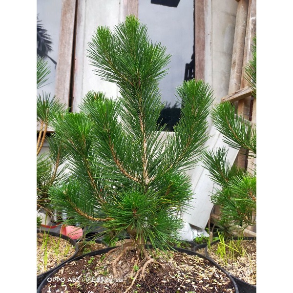 Jual Bahan Bonsai Japanese Black Pine Pinus Jepang Pinus Hitam Jepang ...