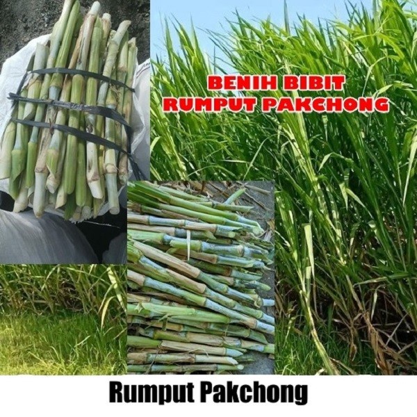 Jual Bibit Benih Tanaman Rumput Napier Pakcong Pakchong 5kg Rumput ...