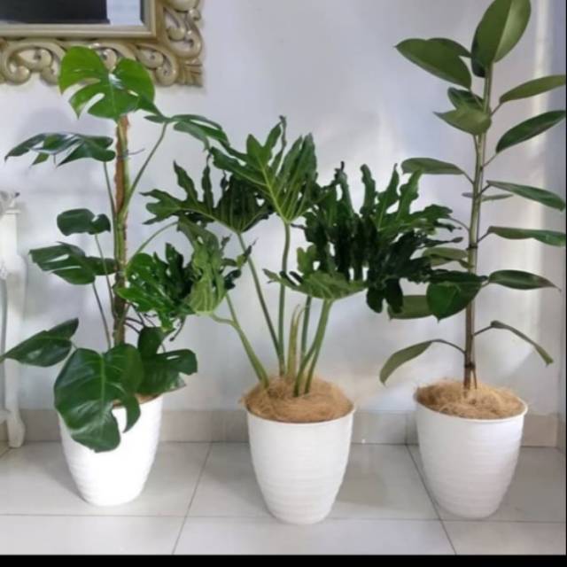 Jual Paket 3tanaman hias-monstera-philo jari-karet kebo | Shopee Indonesia