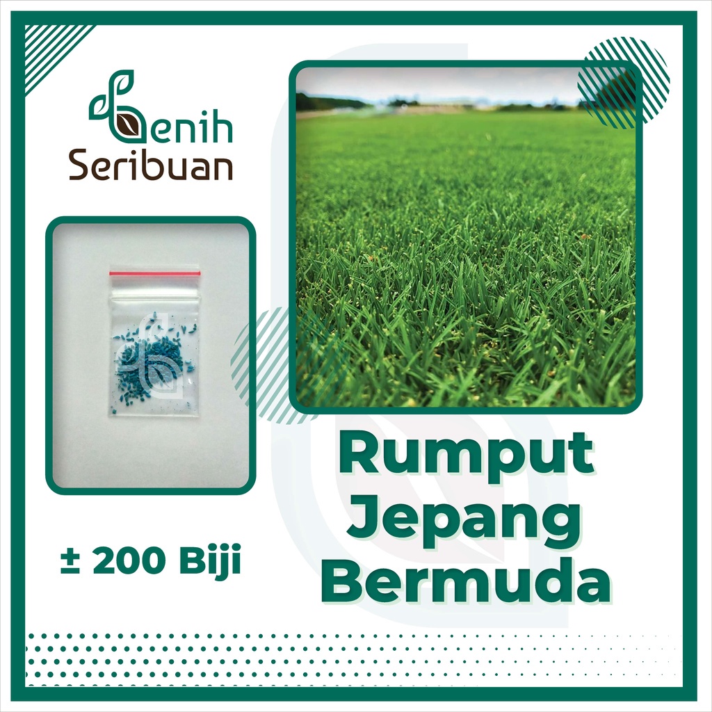 Jual 200 Benih Bibit Rumput Jepang Bermuda Grass Seed Standar Golf