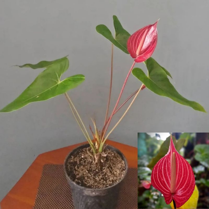 white anthurium Anthurium White | Care Guide and Pro Tips - Delivery from Toronto across  Canada