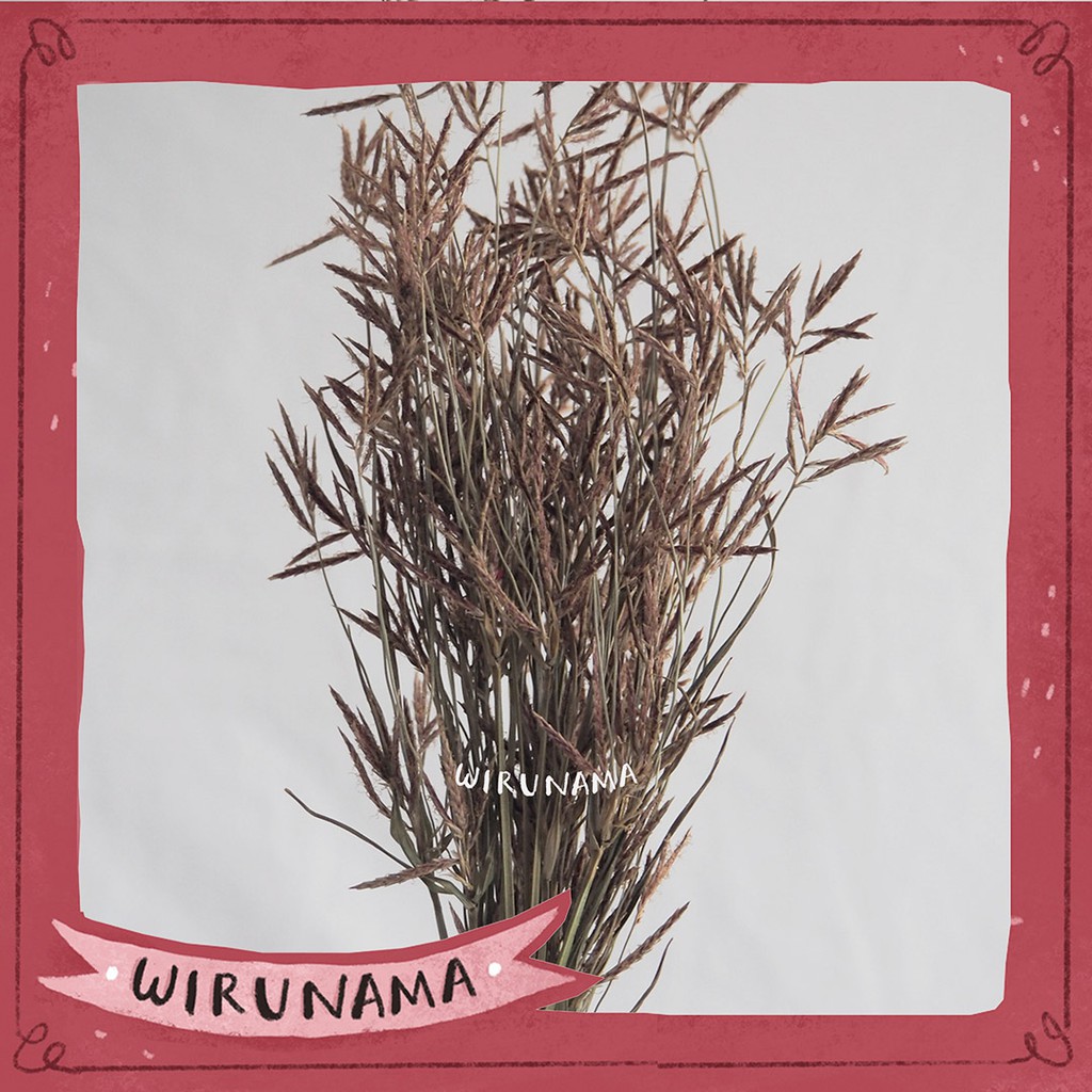 Jual BUNGA KERING RUMPUT TEKI BAHAN KERAJINAN RUSTIC | Shopee Indonesia