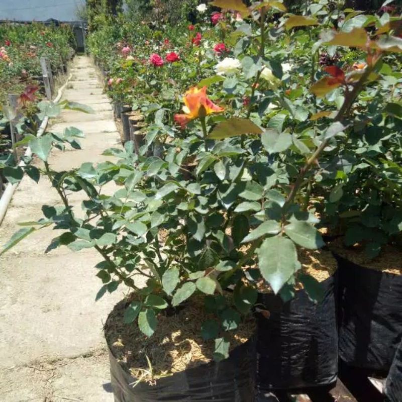 Jual Indukan Tanaman hias Mawar Holland | Shopee Indonesia