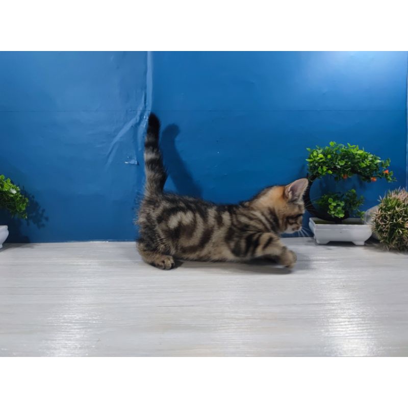 Jual kucing kitten American Shorthair | Shopee Indonesia
