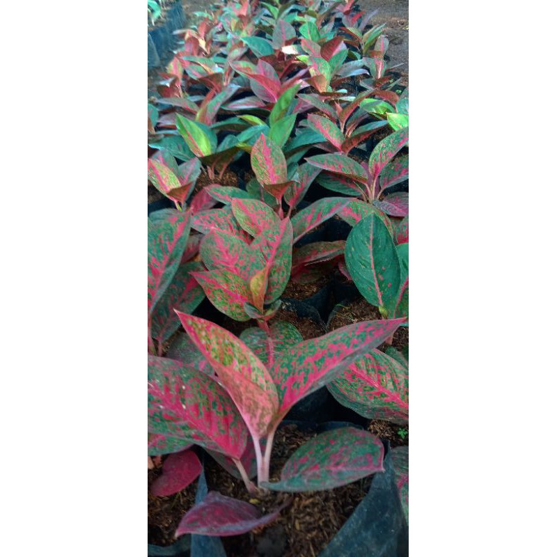 Jual Aglaonema red stardas | Shopee Indonesia