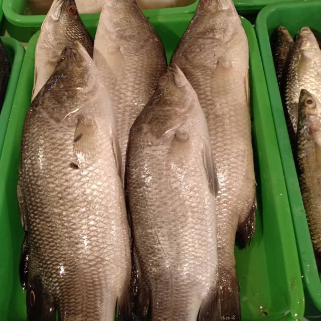 Jual Ikan Kakap Putih Segar Shopee Indonesia