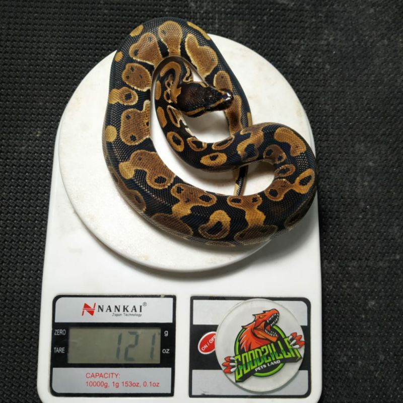Jual Ball Python Normal Het Pied Jantan | Shopee Indonesia