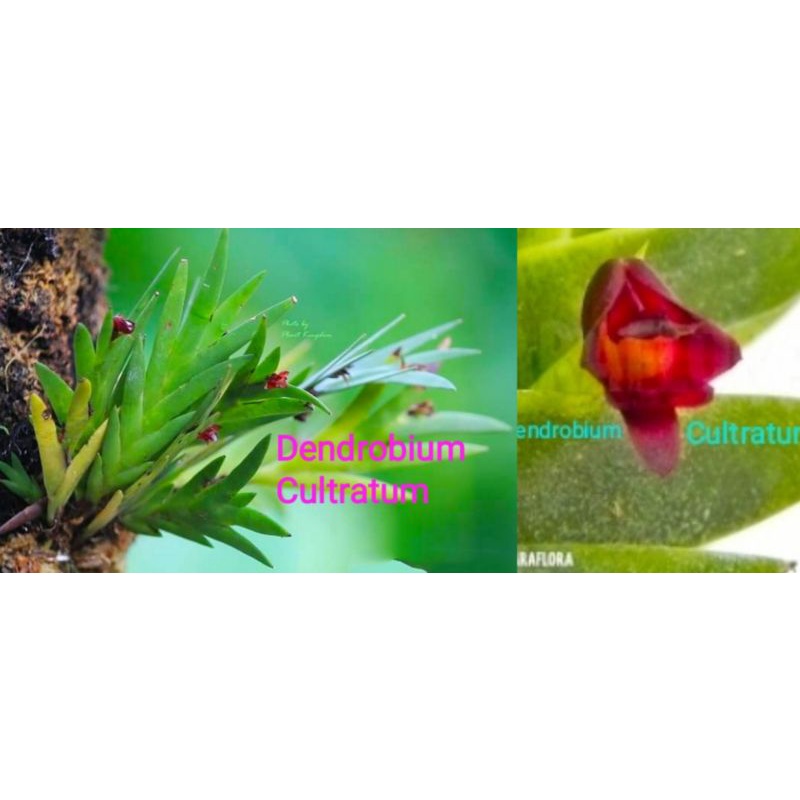 Jual Anggrek Dendrobium Grande ; Anggrek LANGKA Dendrobium Cultratum