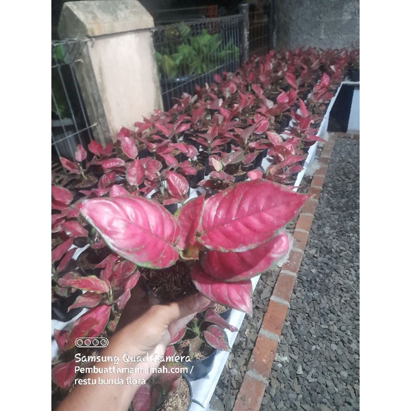 Jual tanaman hias aglonema red anjamani, aglaonema red anja | Shopee ...