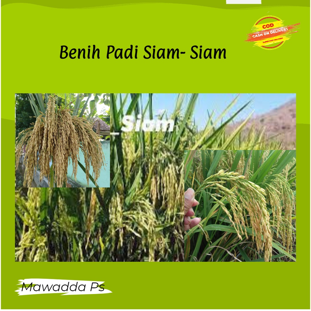 Jual Benih Padi Lokal Siam - Siam 5 Kg | Shopee Indonesia