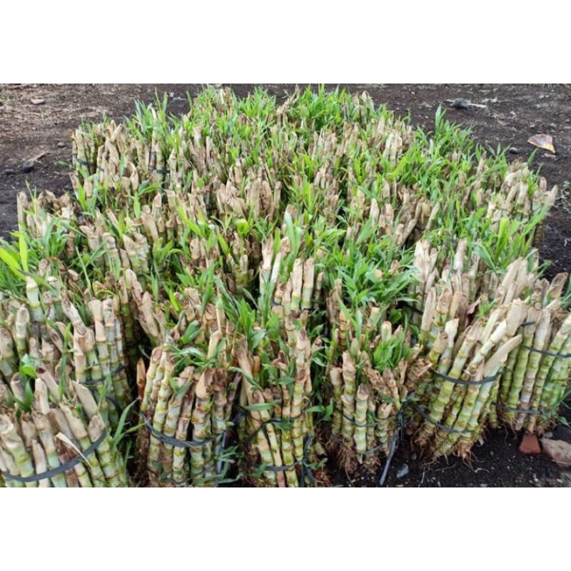 Jual Bibit Rumput Odot Super Pakan Ternak Kg Shopee Indonesia