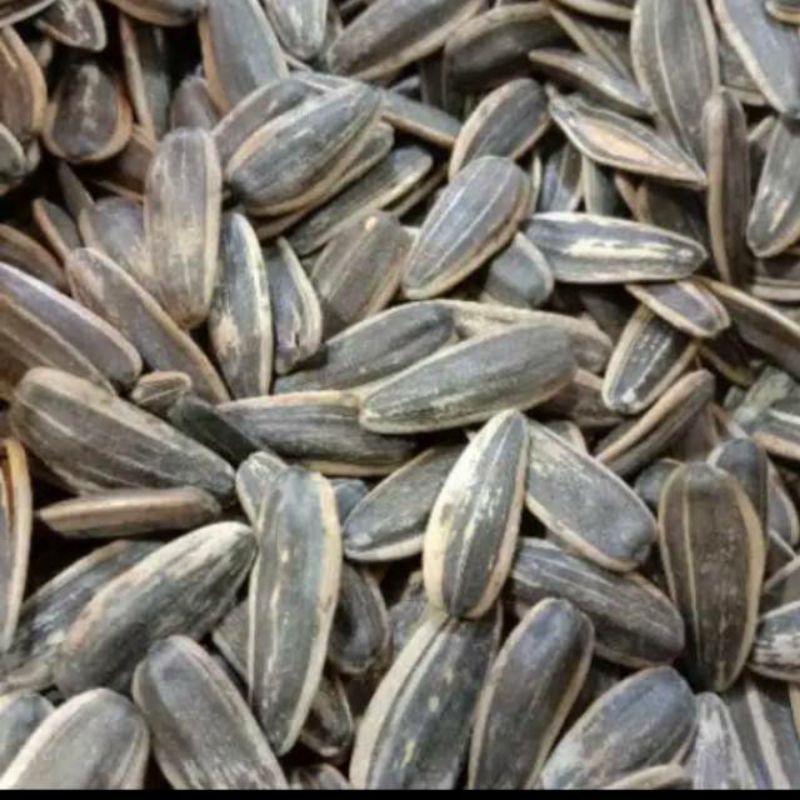 Jual Kuaci Reboo / Kwaci Manis/ Biji Bunga Matahari/ Snack Kiloan Murah ...
