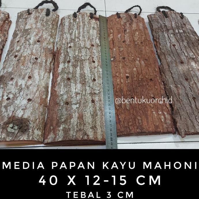 Jual Favorit] Media Tanam Tempel Kayu Mahoni Media Tanam Tanduk Rusa