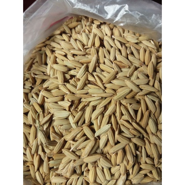 Jual gabah kering/gabah bersih/gabah pakan hewan/pakan ayam kemasan 1 ...