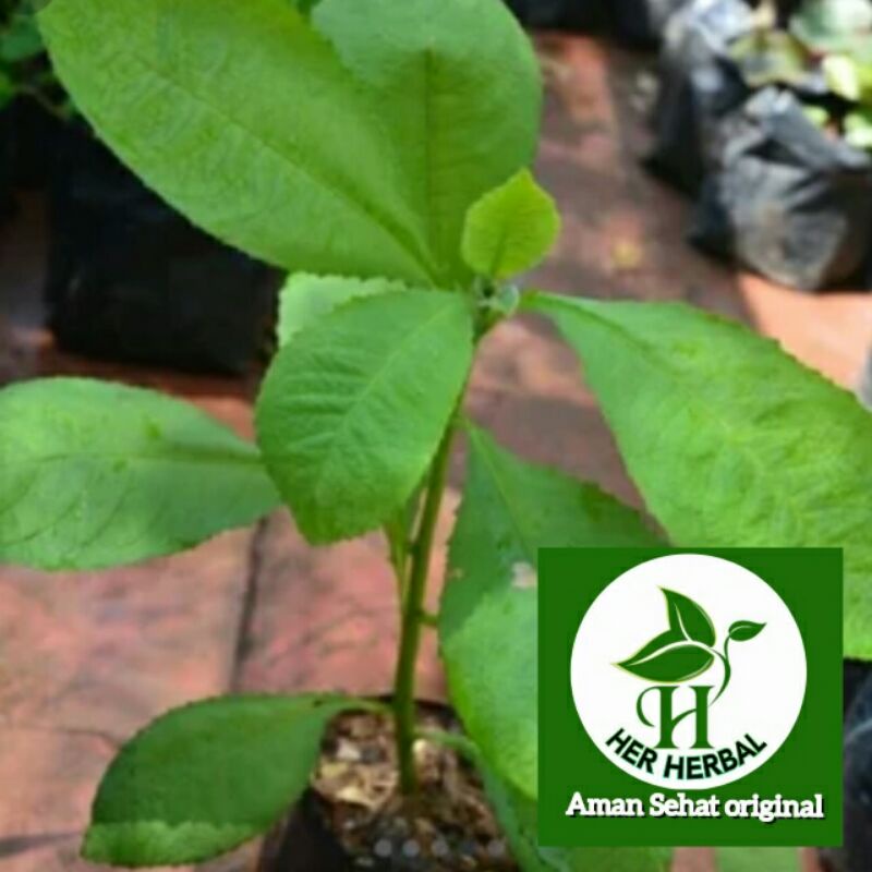 Jual Bibit Daun Sambung Nyawa Atau Daun Sembung Siap Tanam Shopee