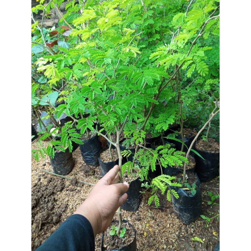 Jual bibit brazilian rain tree | Shopee Indonesia
