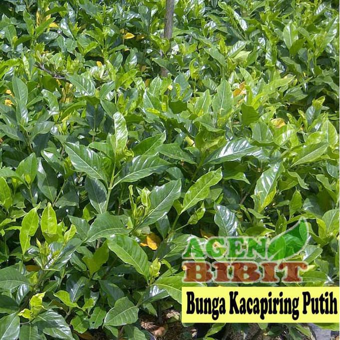 Jual Pusat Benih Tanaman. Bibit Bunga Kacapiring Putih - Kaca Piring ...