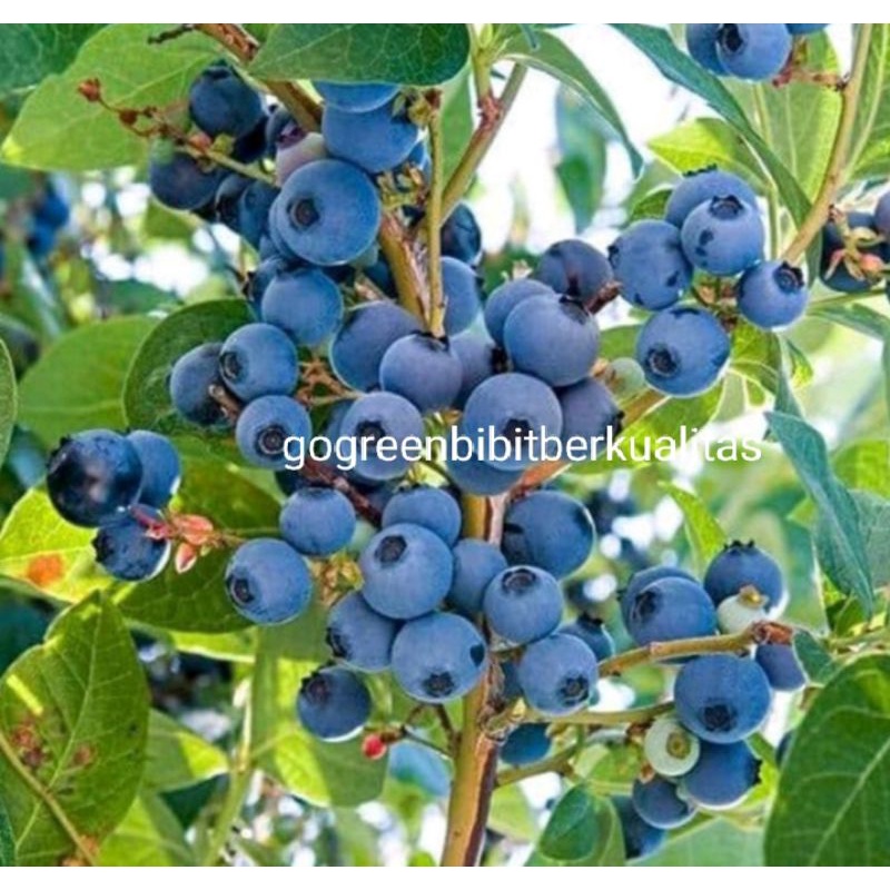 bibit blueberry Jan fruit(COD)