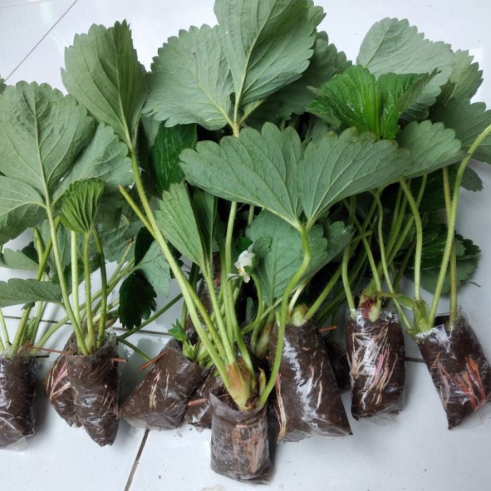 Jual tanaman strawbery jumbo | Shopee Indonesia