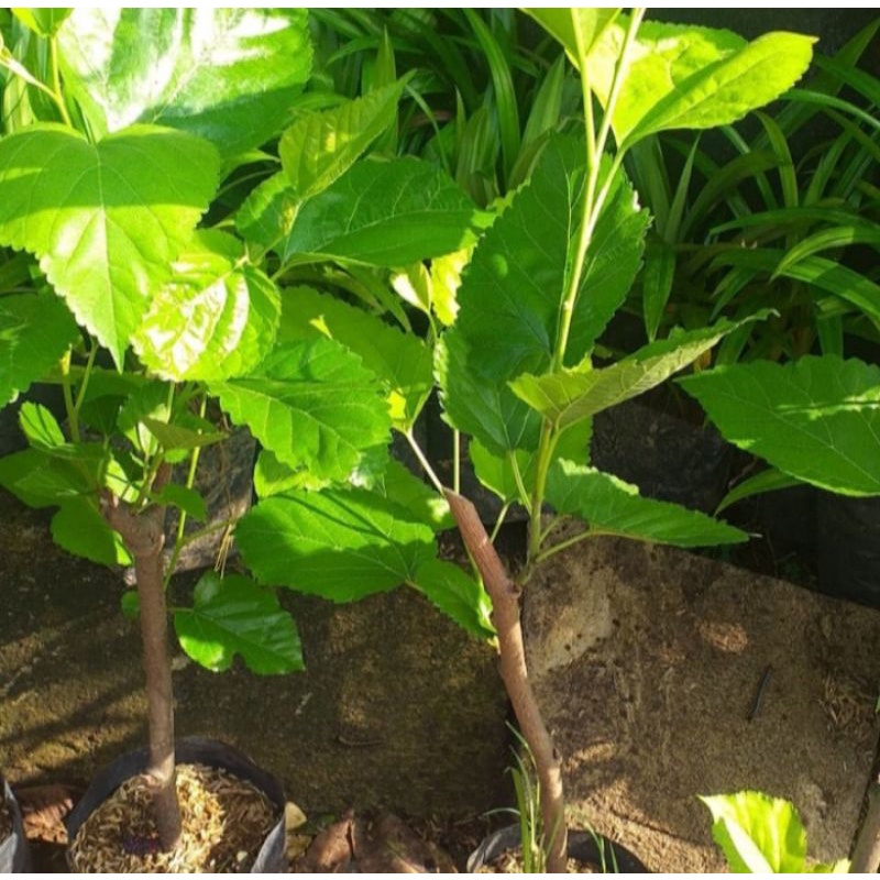 Jual pohon Buah murbe | Shopee Indonesia