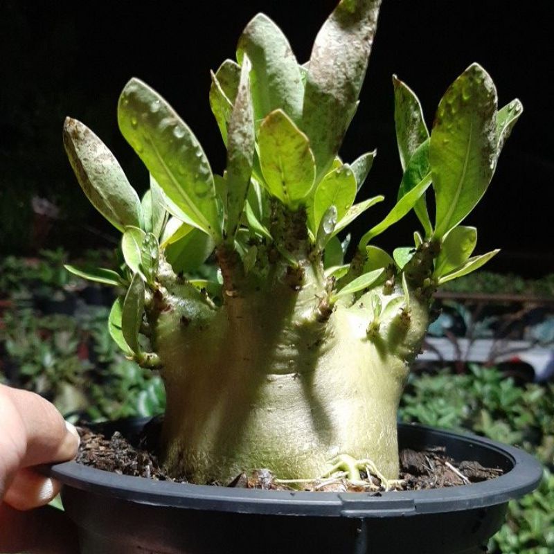 Jual adenium arabikum hybrid id hulk | Shopee Indonesia