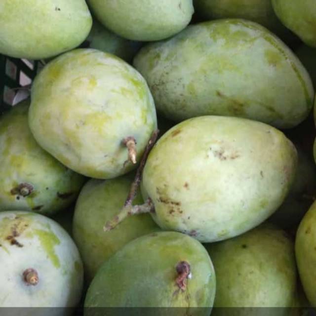 Jual Promoooo Kembali Buah Mangga Cengkir 1kg Untuk Rujak Mangga Muda