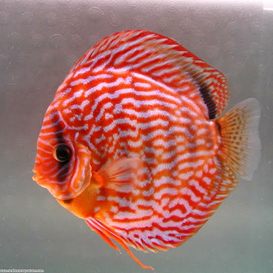 Jual discus Red turquoise 2