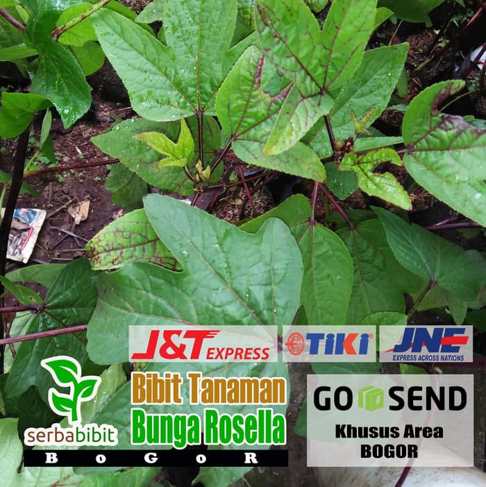 Jual Bibit Bunga Rosela Merah Pohon Rosella Atau Tanaman Obat Herbal