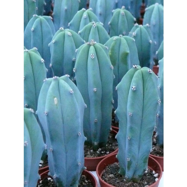Jual Kaktus Myrtillo 6-7cm Berakar | Shopee Indonesia