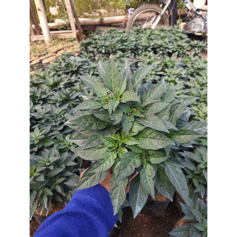 Jual Bibit Tanaman Lombok Pelangi/ Cabai Rainbow (sudah berbuah ...