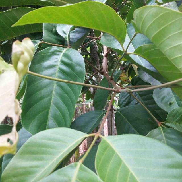 Jual daun kecapi daun herbal daun kecapi segar harga per bungkus ...