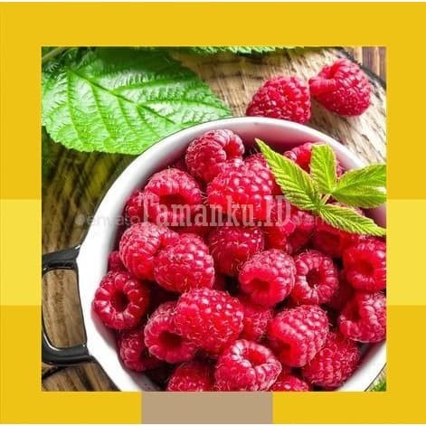Jual HD BIBIT BUAH RASPHBERRY RED RASBERY RASPBERY POHON RASPBERRY ...