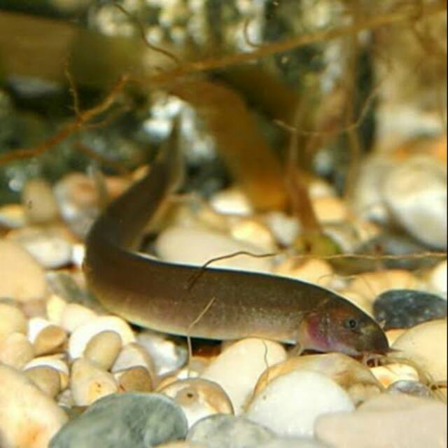 Jual Java loach | Shopee Indonesia