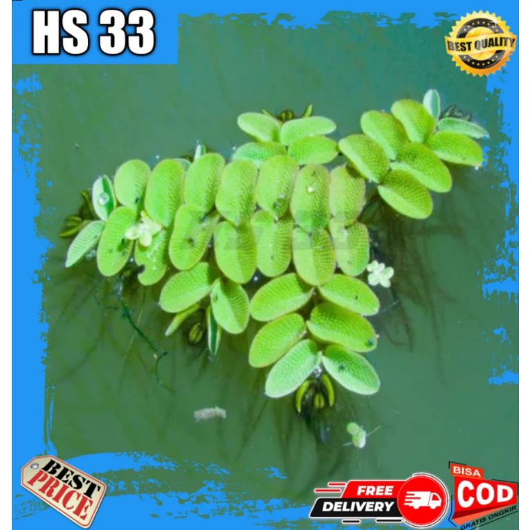 Jual Tanaman Air Apung Salvinia Aquascape Aquarium Shopee Indonesia