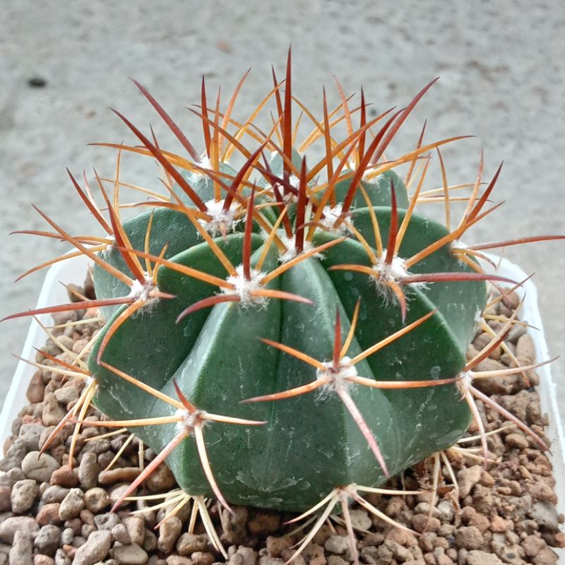 Kaktus Melocactus Curvispinus | Melo | Bishop Cup Cactus | Kaktus Jambul
