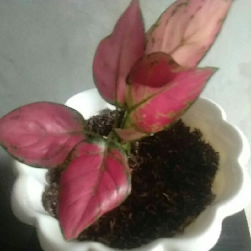 Jual aglo dud anja dan red anja | Shopee Indonesia