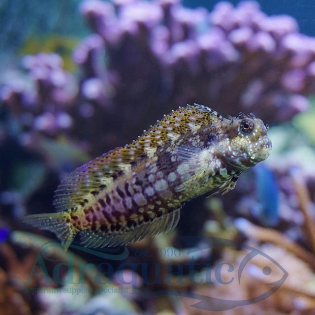 Jual IKAN HIAS AIR LAUT JABING GLODOK GOBIEFISH SALARIAS FASCIATUS ...