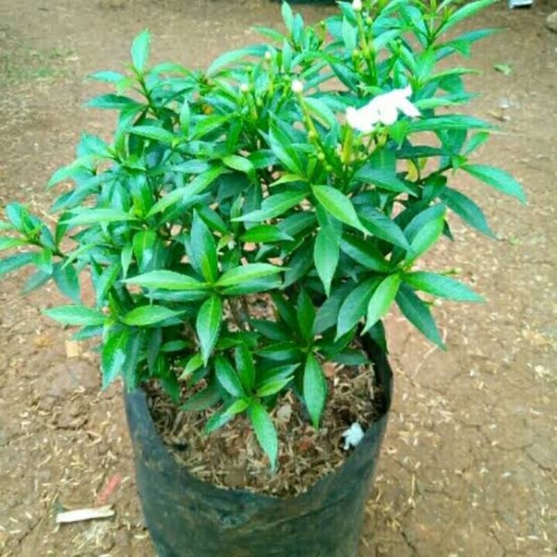 Jual Pohon rombusa hijau bunga putih | Shopee Indonesia