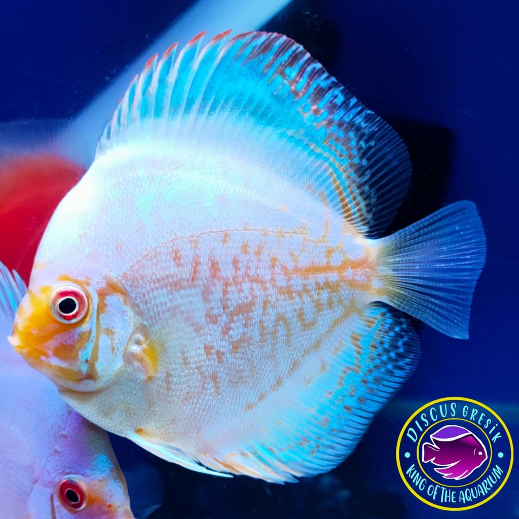 Jual Ikan Discus Size 3 inch - Ikan Hias Air Tawar Akuarium Aquascape ...