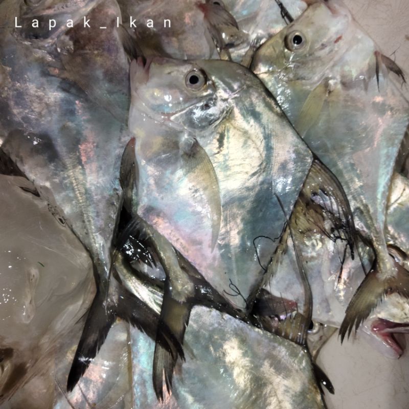 Jual Ikan Kuwe Rambe Segar 1~Kilogram | Shopee Indonesia