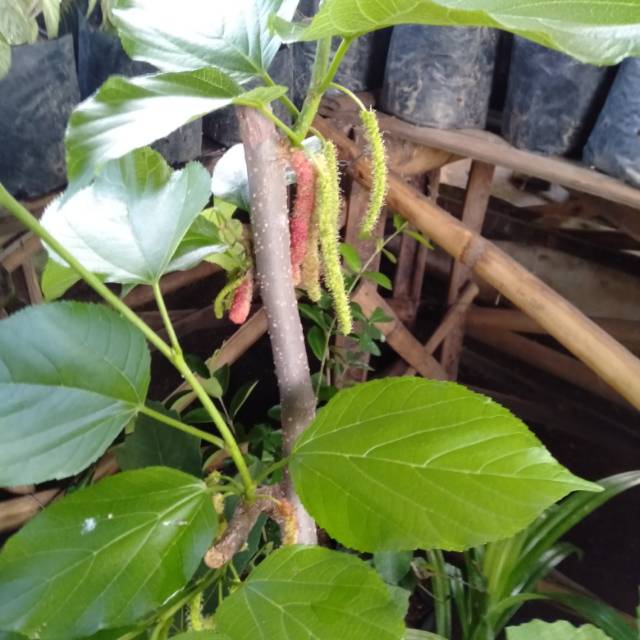 Jual Besaran / Murbe / Murbei / Mulberry bibit minim 2 pohon @satuan ...