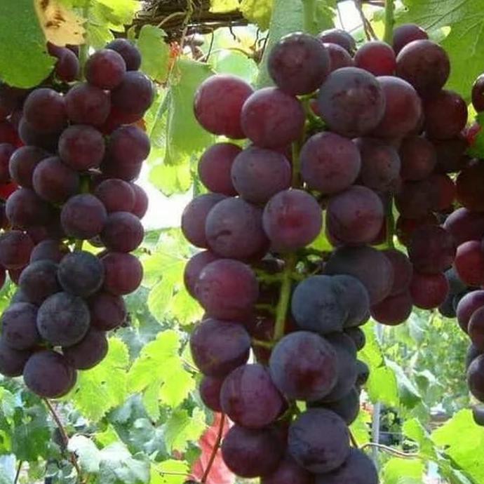 Jual Tanaman Anggur Merah/Tanaman Buah Rambat Hai | Shopee Indonesia