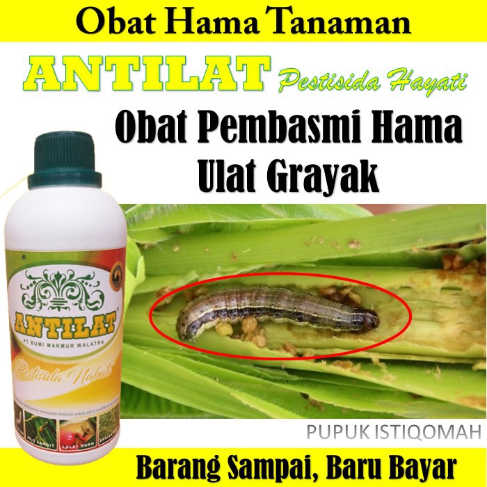 Jual Obat Hama Antilat Obat Pembasmi Hama Tanaman Antilat Pestisida