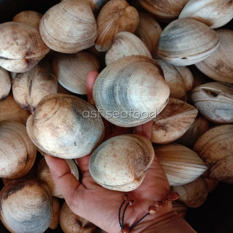 Jual Kerang Madu / Kerang Manis Jumbo Shopee Indonesia