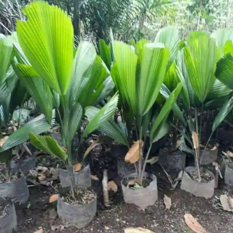 Jual Tanaman Hias Palm Kol Bibit Shopee Indonesia