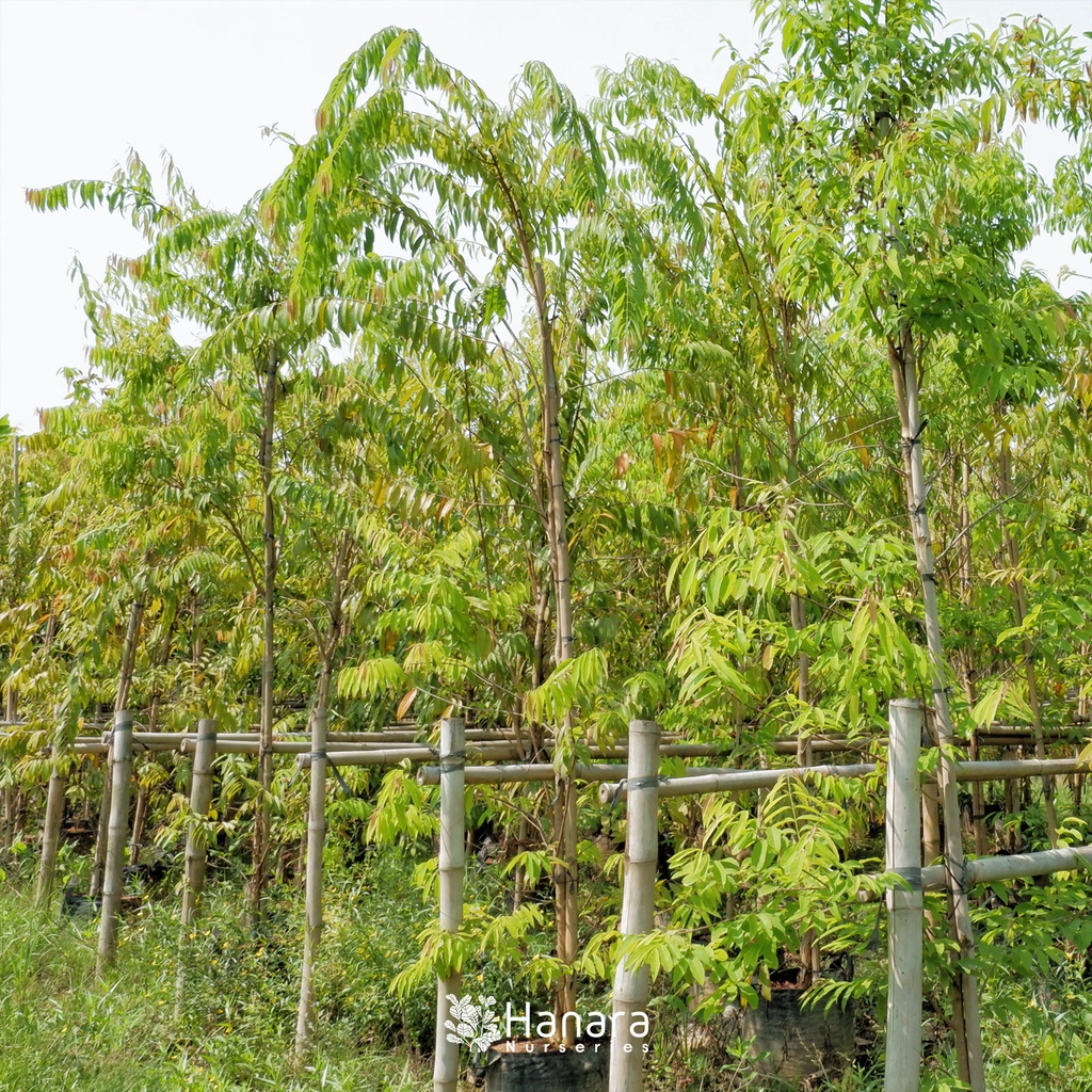 Jual Cratoxylum cochinchinense - Mapat/Butterfly of Singapore -pohon ...