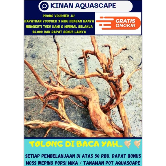 Jual KAYU RASAMALA KAYU AQUASCAPE TERMURAH UK M | Shopee Indonesia